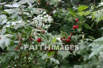 raspberry, wild, creation, nature, Worship, background, Presentation, raspberries, creations, natures, presentations