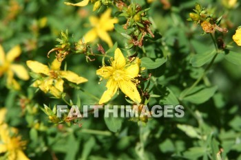 wildflower, wild, flower, creation, nature, Worship, background, Presentation, wildflowers, flowers, creations, natures, presentations