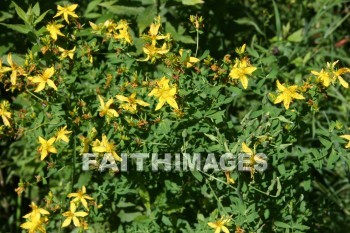 wildflower, wild, flower, creation, nature, Worship, background, Presentation, wildflowers, flowers, creations, natures, presentations