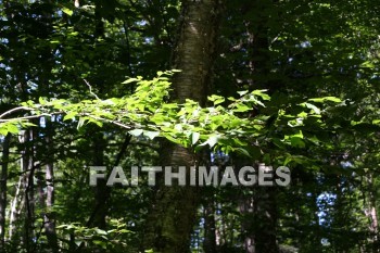 leaf, branch, tree, wood, forest, creation, nature, Worship, background, Presentation, leaves, branches, trees, woods, forests, creations, natures, presentations