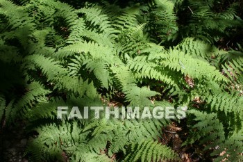 fern, plant, creation, nature, Worship, background, Presentation, ferns, plants, creations, natures, presentations