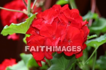 geranium, flower, red, creation, nature, Worship, background, Presentation, Geraniums, flowers, creations, natures, presentations