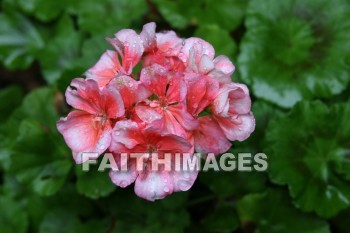 geranium, flower, pink, creation, nature, Worship, background, Presentation, Geraniums, flowers, pinks, creations, natures, presentations