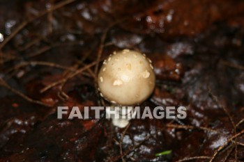 mushroom, sprout, creation, nature, Worship, background, Presentation, mushrooms, sprouts, creations, natures, presentations