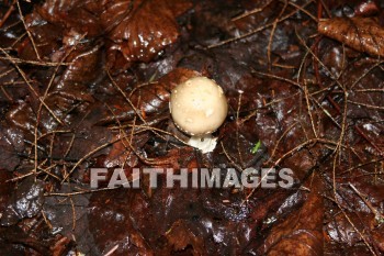 mushroom, creation, nature, Worship, background, Presentation, mushrooms, creations, natures, presentations