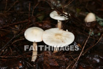 mushroom, sprout, creation, nature, Worship, background, Presentation, mushrooms, sprouts, creations, natures, presentations