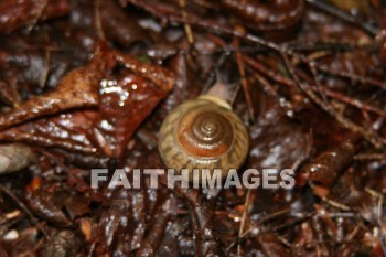 snail, creation, nature, Worship, background, Presentation, snails, creations, natures, presentations