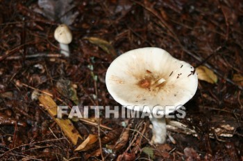 mushroom, sprout, creation, nature, Worship, background, Presentation, mushrooms, sprouts, creations, natures, presentations