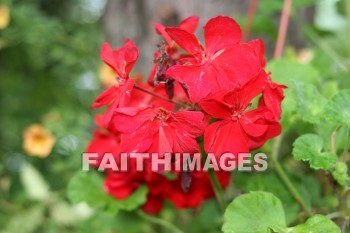 geranium, flower, red, creation, nature, Worship, background, Presentation, Geraniums, flowers, creations, natures, presentations