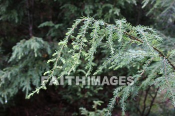 hemlock, tree, evergreen, creation, nature, Worship, background, Presentation, hemlocks, trees, evergreens, creations, natures, presentations