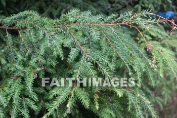 hemlock, tree, evergreen, creation, nature, Worship, background, Presentation, hemlocks, trees, evergreens, creations, natures, presentations