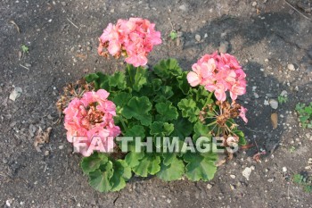 geranium, flower, pink, creation, nature, Worship, background, Presentation, Geraniums, flowers, pinks, creations, natures, presentations