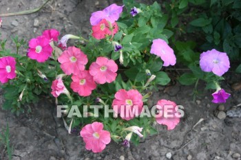 petunia, flower, creation, nature, Worship, background, Presentation, petunias, flowers, creations, natures, presentations