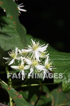 wildflower, wild, flower, creation, nature, Worship, background, Presentation, wildflowers, flowers, creations, natures, presentations