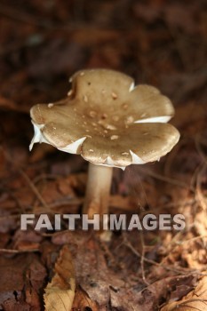 mushroom, sprout, creation, nature, Worship, background, Presentation, mushrooms, sprouts, creations, natures, presentations