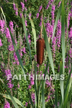 cattail, wild, flower, creation, nature, Worship, background, Presentation, cattails, flowers, creations, natures, presentations