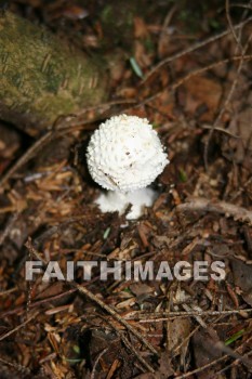 mushroom, sprout, creation, nature, Worship, background, Presentation, mushrooms, sprouts, creations, natures, presentations