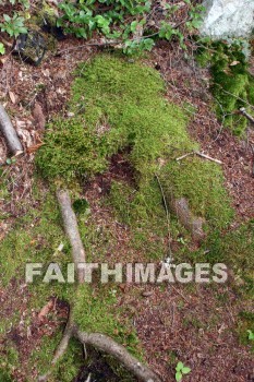 moss, creation, nature, Worship, background, Presentation, mosses, creations, natures, presentations