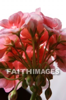 geranium, flower, pink, creation, nature, Worship, background, Presentation, Geraniums, flowers, pinks, creations, natures, presentations