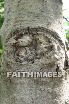 tree, wood, forest, knot, creation, nature, Worship, background, Presentation, trees, woods, forests, knots, creations, natures, presentations