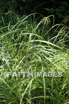 grass, creation, nature, Worship, background, Presentation, grasses, creations, natures, presentations