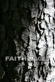 bark, tree, wood, forest, creation, nature, Worship, background, Presentation, barks, trees, woods, forests, creations, natures, presentations