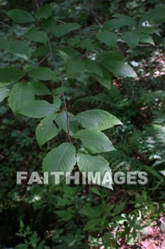 leaf, tree, forest, creation, nature, Worship, background, Presentation, leaves, trees, forests, creations, natures, presentations