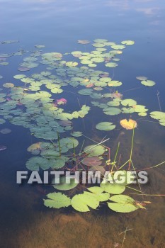 Lily, pad, water, lake, creation, nature, Worship, background, Presentation, Lilies, pads, waters, lakes, creations, natures, presentations