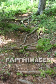 root, tree, wood, forest, creation, nature, Worship, background, Presentation, roots, trees, woods, forests, creations, natures, presentations