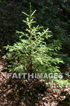 balsam, tree, evergreen, creation, nature, Worship, background, Presentation, trees, evergreens, creations, natures, presentations