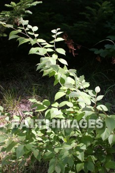 leaf, tree, forest, creation, nature, Worship, background, Presentation, leaves, trees, forests, creations, natures, presentations