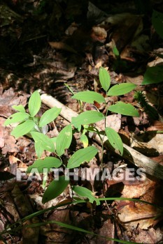 leaf, tree, forest, creation, nature, Worship, background, Presentation, leaves, trees, forests, creations, natures, presentations