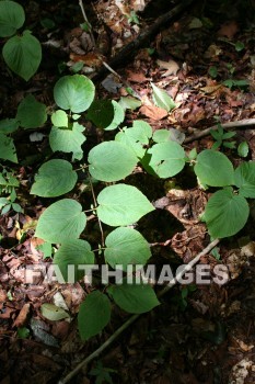 leaf, tree, forest, creation, nature, Worship, background, Presentation, leaves, trees, forests, creations, natures, presentations