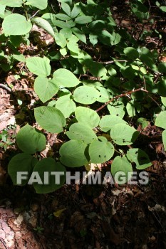 leaf, tree, forest, creation, nature, Worship, background, Presentation, leaves, trees, forests, creations, natures, presentations