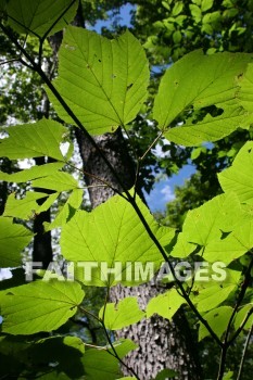 leaf, root, tree, wood, forest, creation, nature, Worship, background, Presentation, leaves, roots, trees, woods, forests, creations, natures, presentations