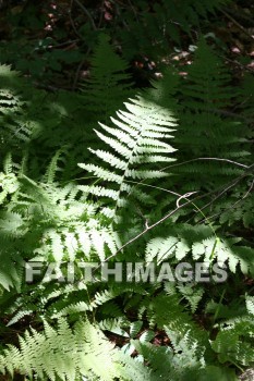 fern, plant, creation, nature, Worship, background, Presentation, ferns, plants, creations, natures, presentations