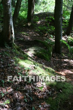 moss, path, wood, forest, creation, nature, Worship, background, Presentation, mosses, paths, woods, forests, creations, natures, presentations