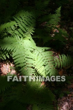 fern, plant, creation, nature, Worship, background, Presentation, ferns, plants, creations, natures, presentations