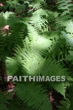 fern, plant, creation, nature, Worship, background, Presentation, ferns, plants, creations, natures, presentations