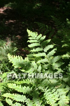 fern, plant, creation, nature, Worship, background, Presentation, ferns, plants, creations, natures, presentations