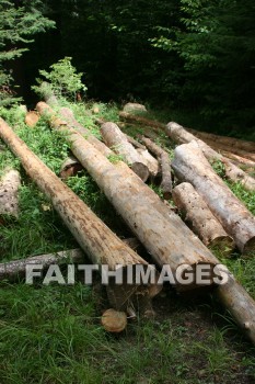 log, logging, wood, forest, tree, creation, nature, logs, loggings, woods, forests, trees, creations, natures