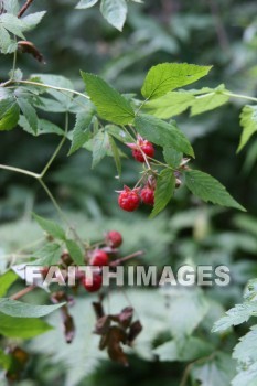 raspberry, wild, food, creation, nature, Worship, background, Presentation, raspberries, foods, creations, natures, presentations