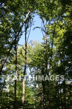 leaf, root, tree, wood, forest, creation, nature, Worship, background, Presentation, leaves, roots, trees, woods, forests, creations, natures, presentations