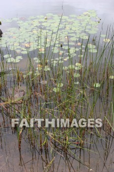 Lily, pad, water, lake, grass, creation, nature, Worship, background, Presentation, Lilies, pads, waters, lakes, grasses, creations, natures, presentations