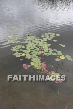 Lily, pad, water, lake, creation, nature, Worship, background, Presentation, Lilies, pads, waters, lakes, creations, natures, presentations