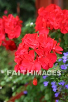 geranium, flower, red, creation, nature, Worship, background, Presentation, Geraniums, flowers, creations, natures, presentations