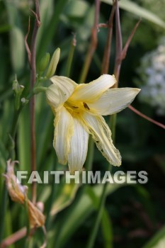 Lily, creation, nature, Worship, background, Presentation, Lilies, creations, natures, presentations