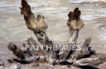 driftwood, dead, sea, salt, driftwoods, seas