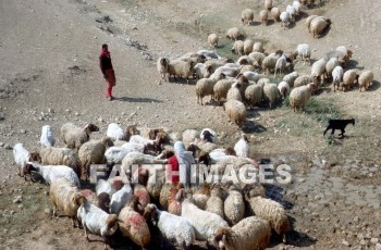 sheep, animal, Shepherd, leading, following, provision, protection, wool, Beersheba, animals, shepherds, followings, provisions, protections, wools