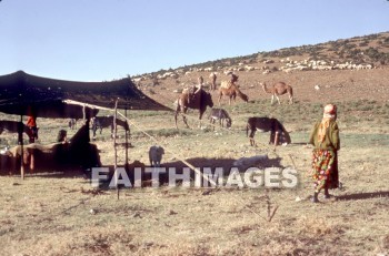 bedouin, field, antioch, patriarch, nomad, Camel, Flock, Shepherd, sheep, donkey, tent, fields, patriarchs, nomads, camels, flocks, shepherds, Donkeys, tents